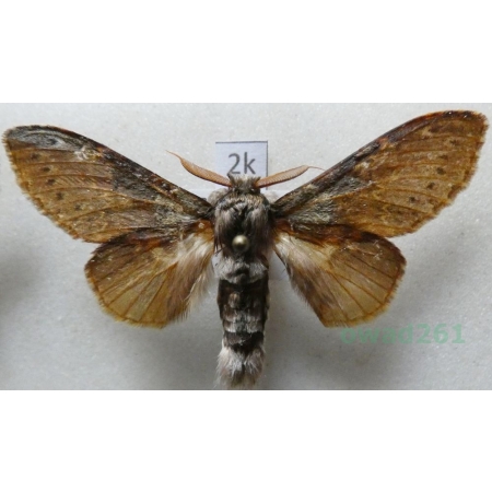 Stauropus fagi (Linnaeus, 1758) male Potwora buczynówka Czech2k